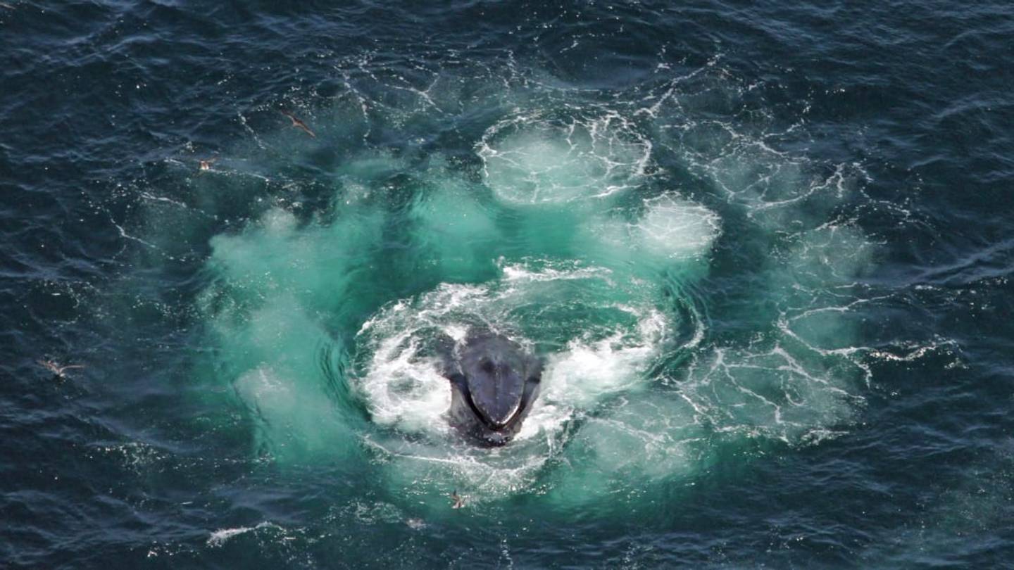 Watch a School of Humpback Whales 'Fish' Using Nets Made of Bubbles