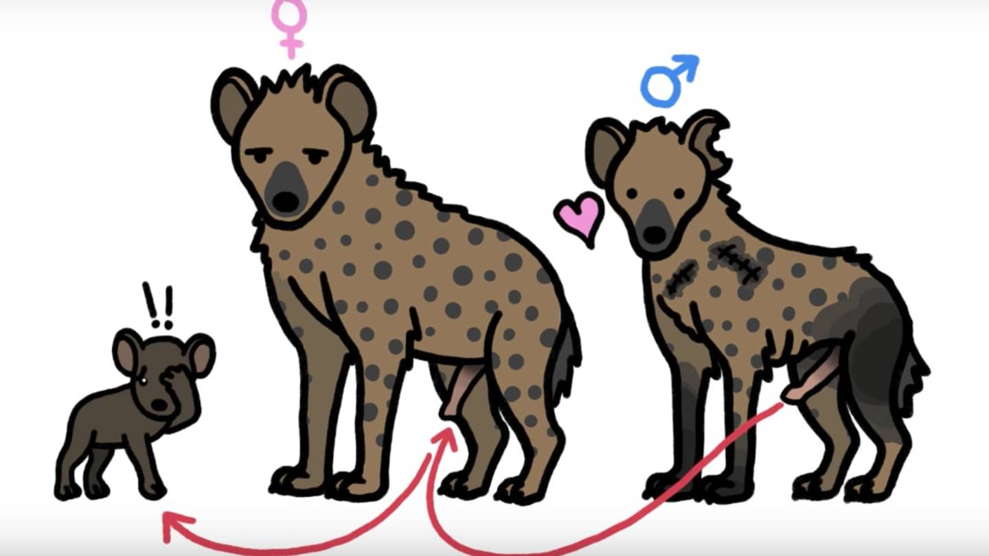 Why Do Female Spotted Hyenas Give Birth Through Their Pseudo-Penises?