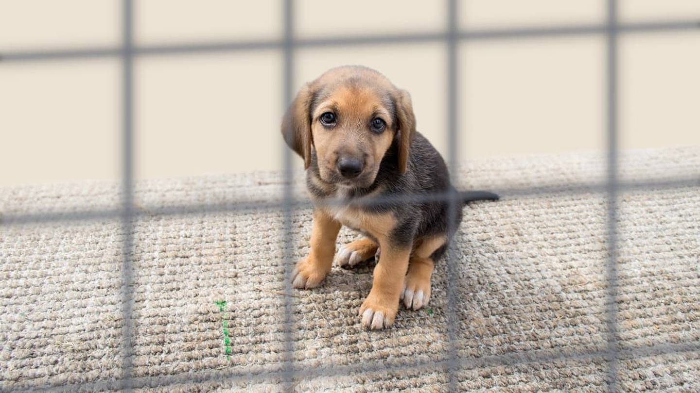 25 Benefits of Adopting a Rescue Dog