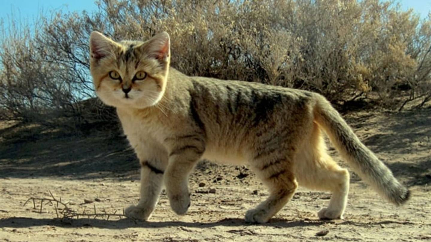 Here's the First-Ever Video of Sand Cat Kittens Playing in the Wild