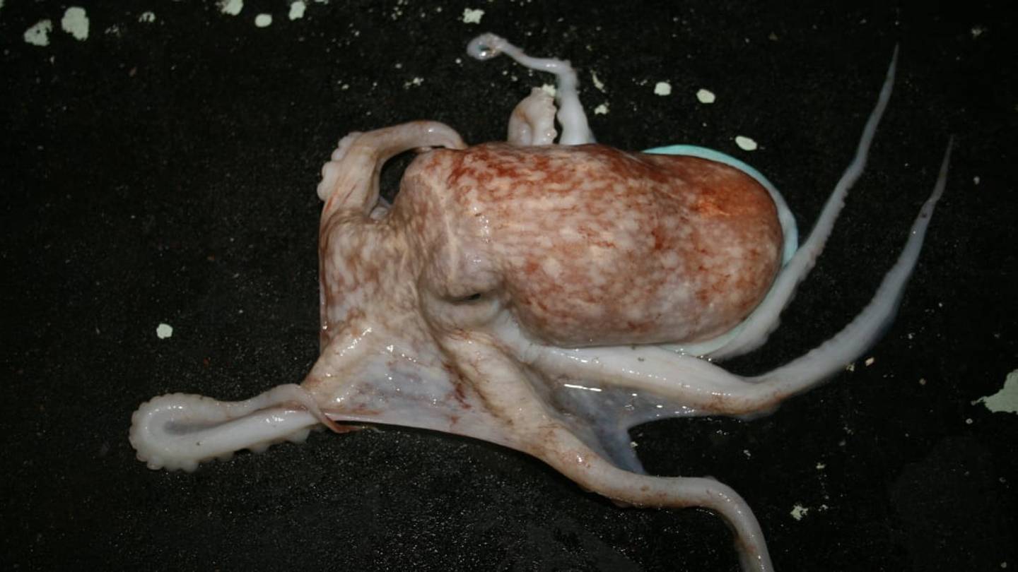 A New Kind of Creepy-Crawly: Octopuses Oozing Across the Beach at Night