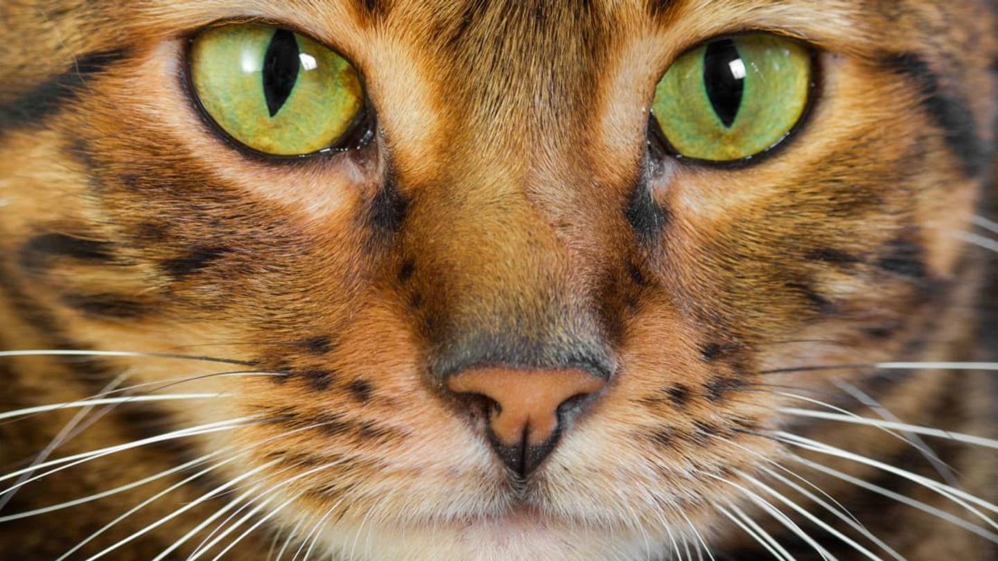 6 Cat Breeds With Wild Roots