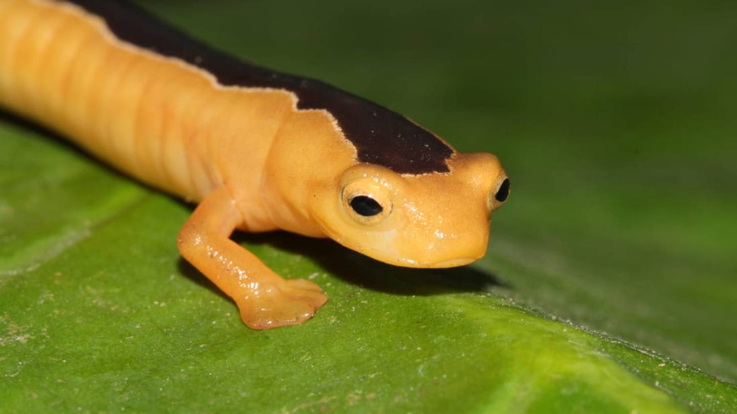 Presumed Extinct, the Rare 'Golden Wonder' Salamander Reappears After 42 Years