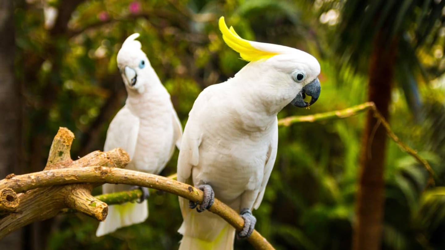 Cockatoos Destroy Australia's Broadband Network