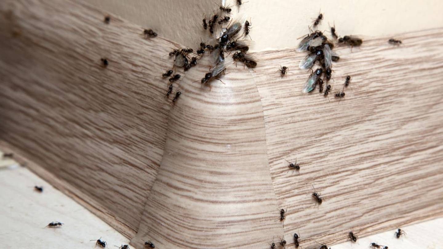 Which Rooms In Your Home Have the Most Types of Bugs, According to Entomologists