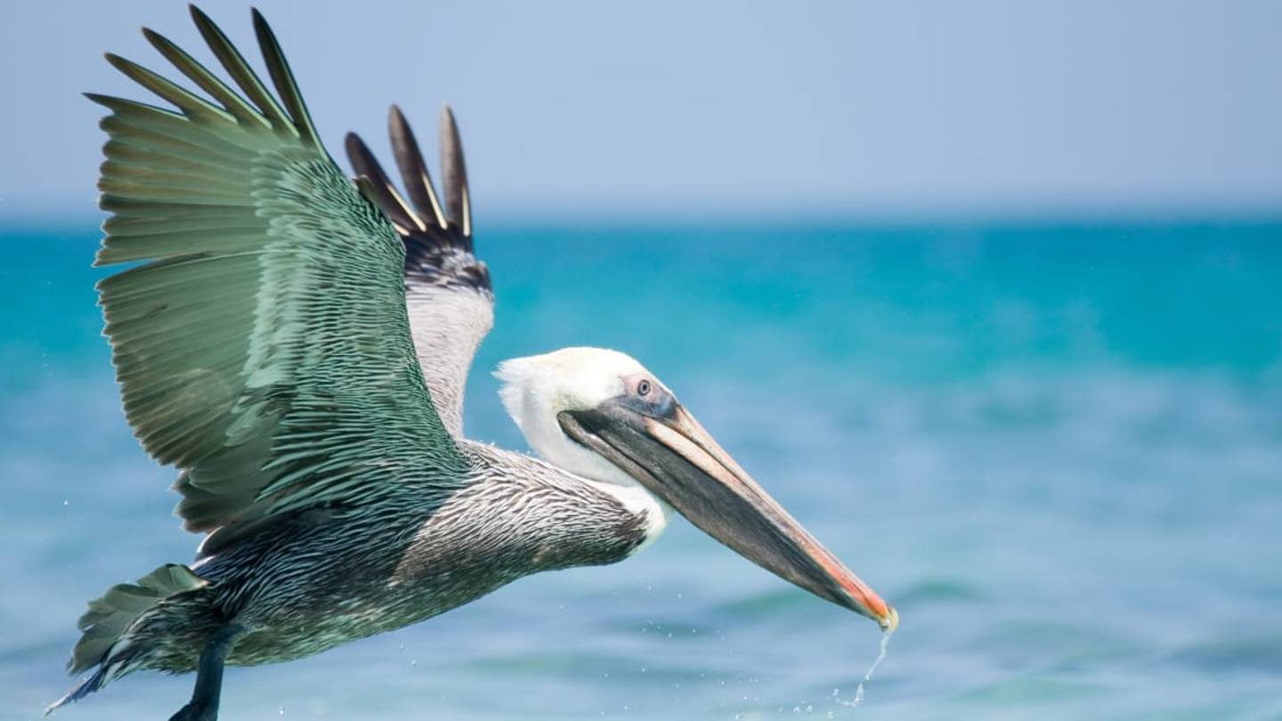 10 Fun Facts About Pelicans