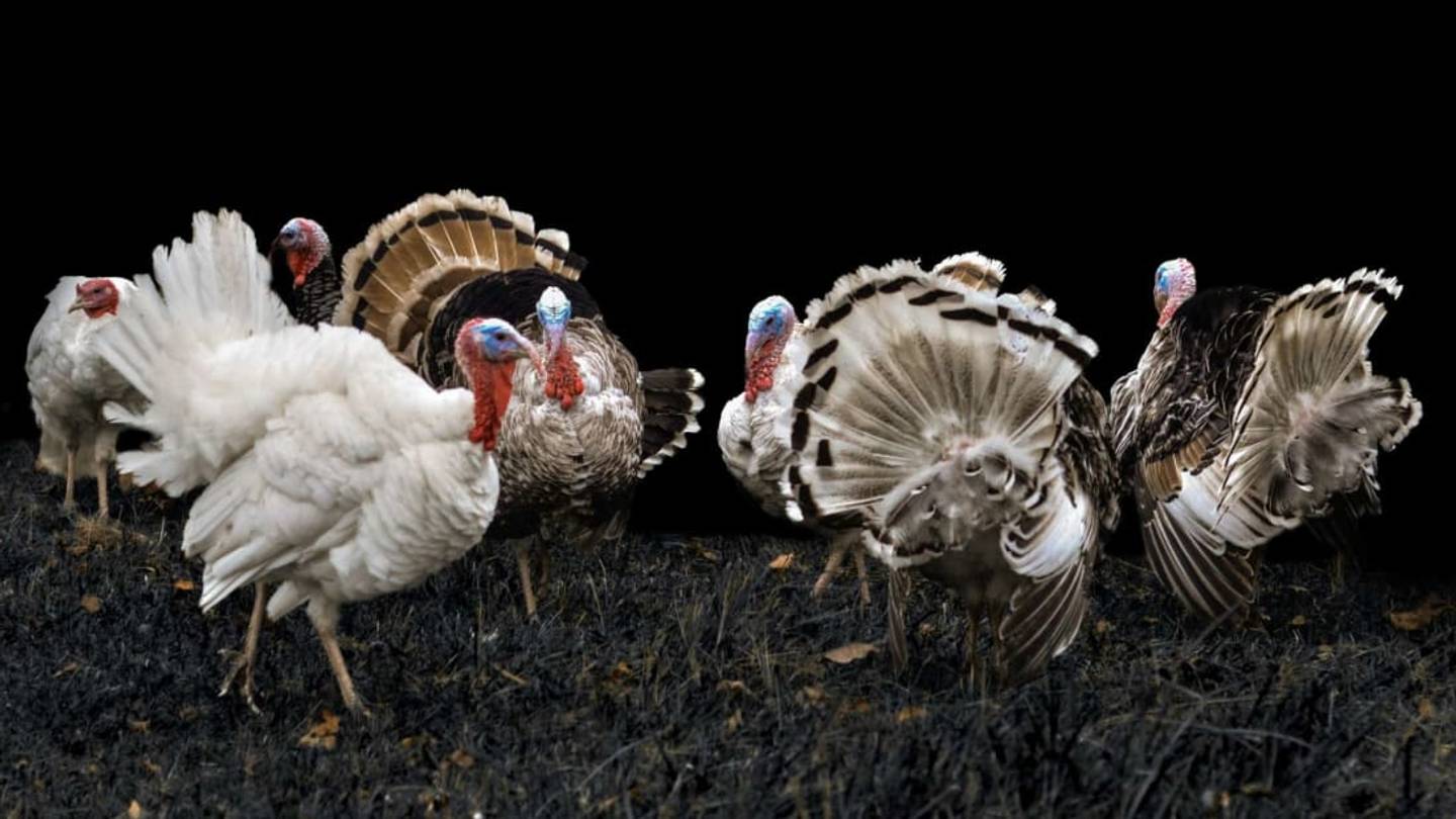 32 Facts About Turkeys to Gobble Right Up