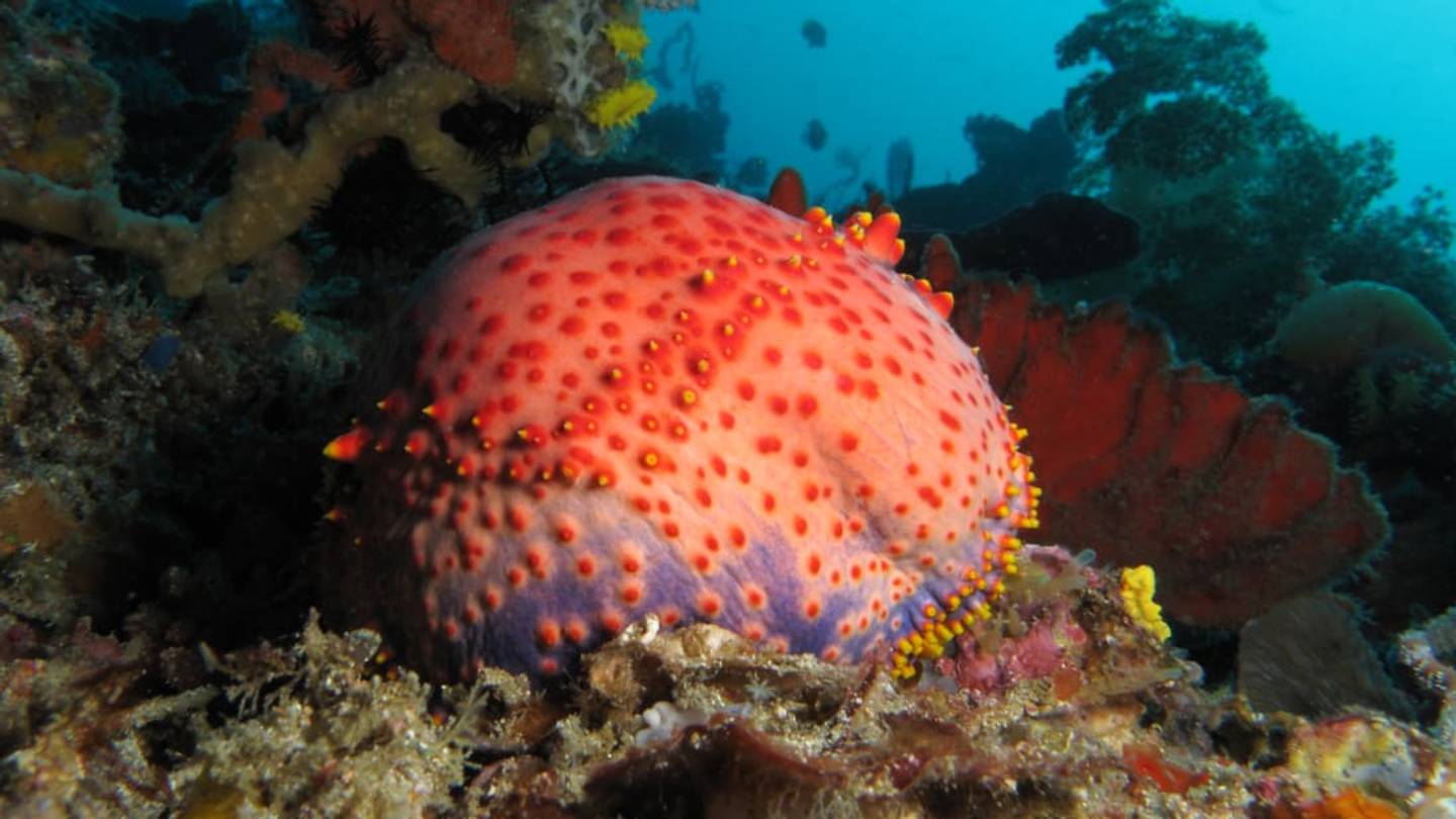 10 Juicy Facts About Sea Apples