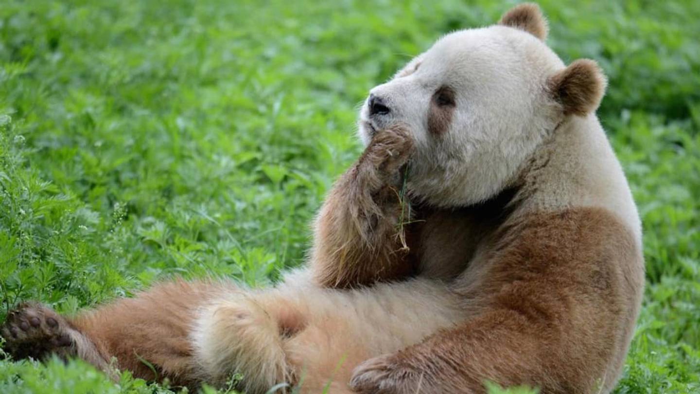What Gives Qizai the Brown Panda His Unique Color?