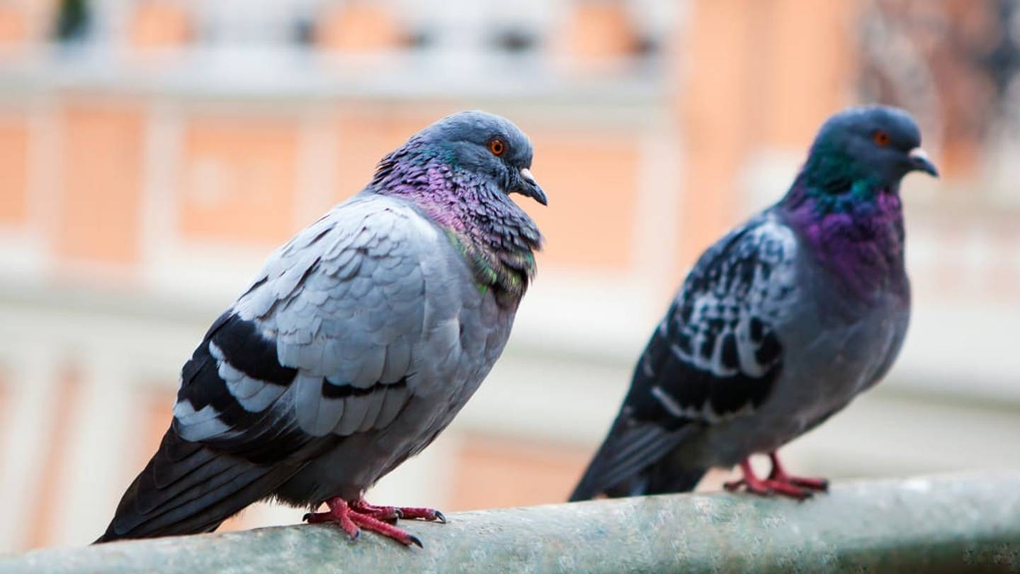 Pigeons Are Secretly Brilliant Birds That Understand Space and Time, Study Finds