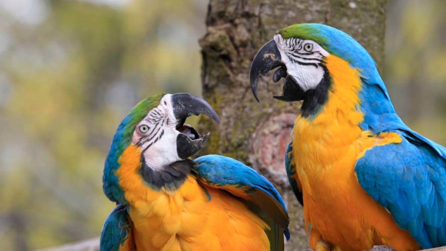 Why Can Parrots Talk and Other Birds Can't?