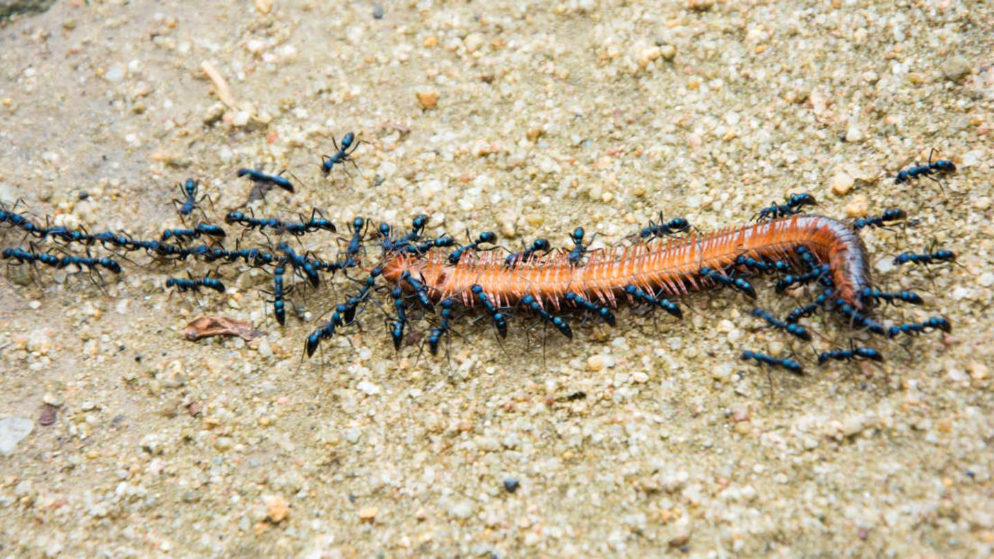 Watch an Army of Ants Use Teamwork to Take Down a Millipede