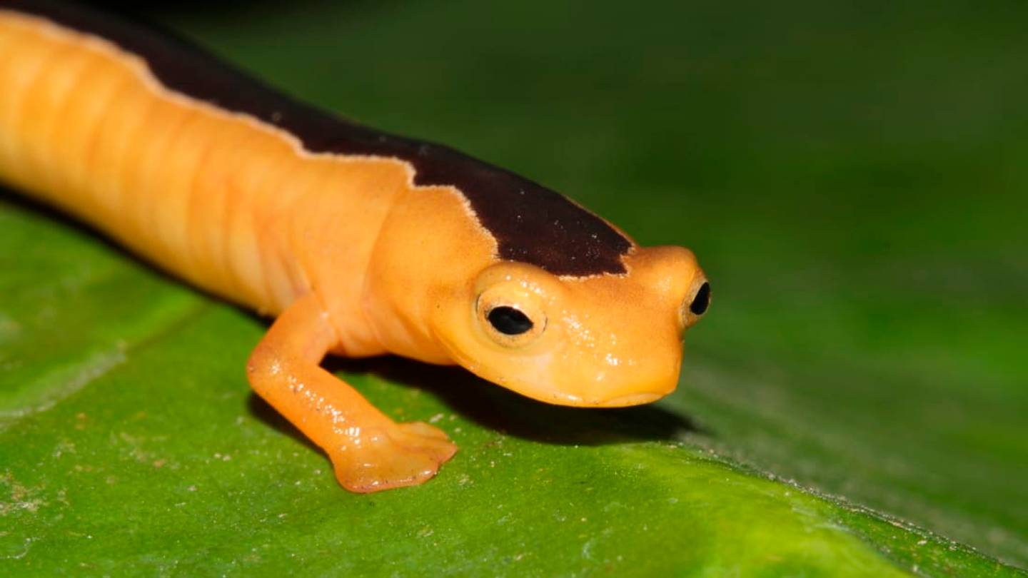 5 Rediscovered Species That Made Headlines In 2017
