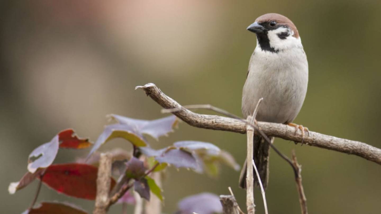 25 Things You Might Not Know About the Birds in Your Backyard