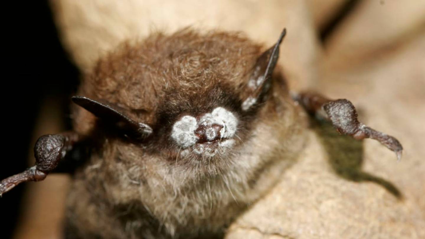 Scientists May Have Found a Cure for Deadly White-Nose Syndrome in Bats
