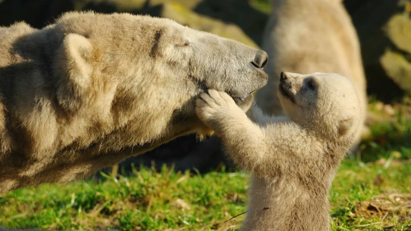 The UKâs First Polar Bear Cub in 25 Years Was Just Born in Scotland