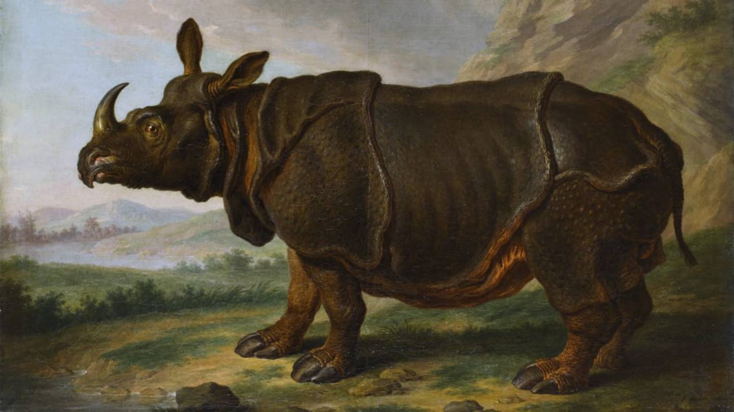 Clara, the 18th-Century Rhinoceros Who Became a Sensation