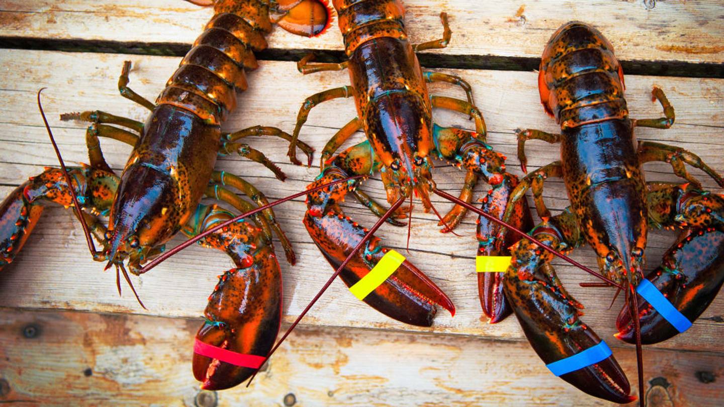 Switzerland Just Made It Illegal to Boil Live Lobsters