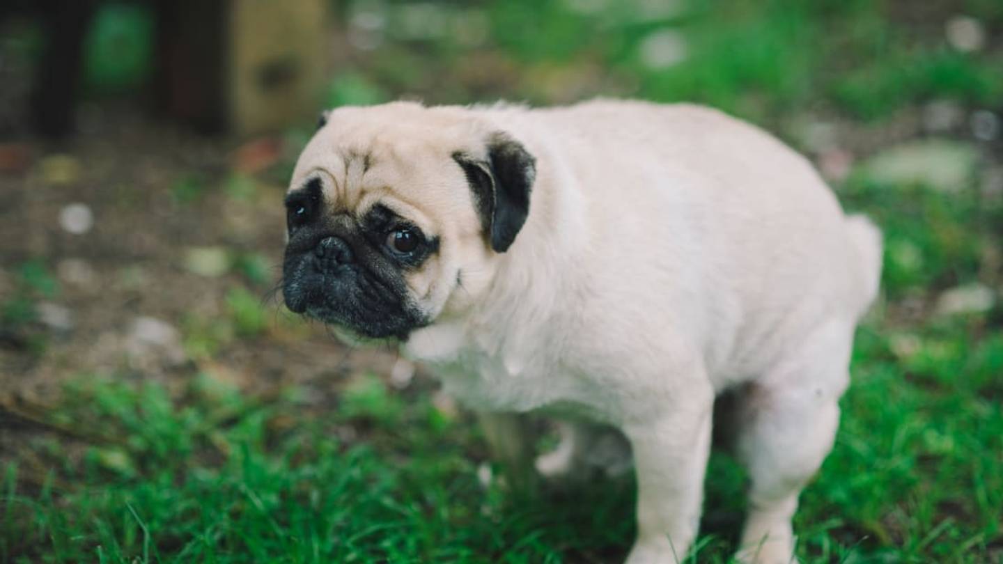 There May Be an Ancient Reason Why Your Dog Eats Poop