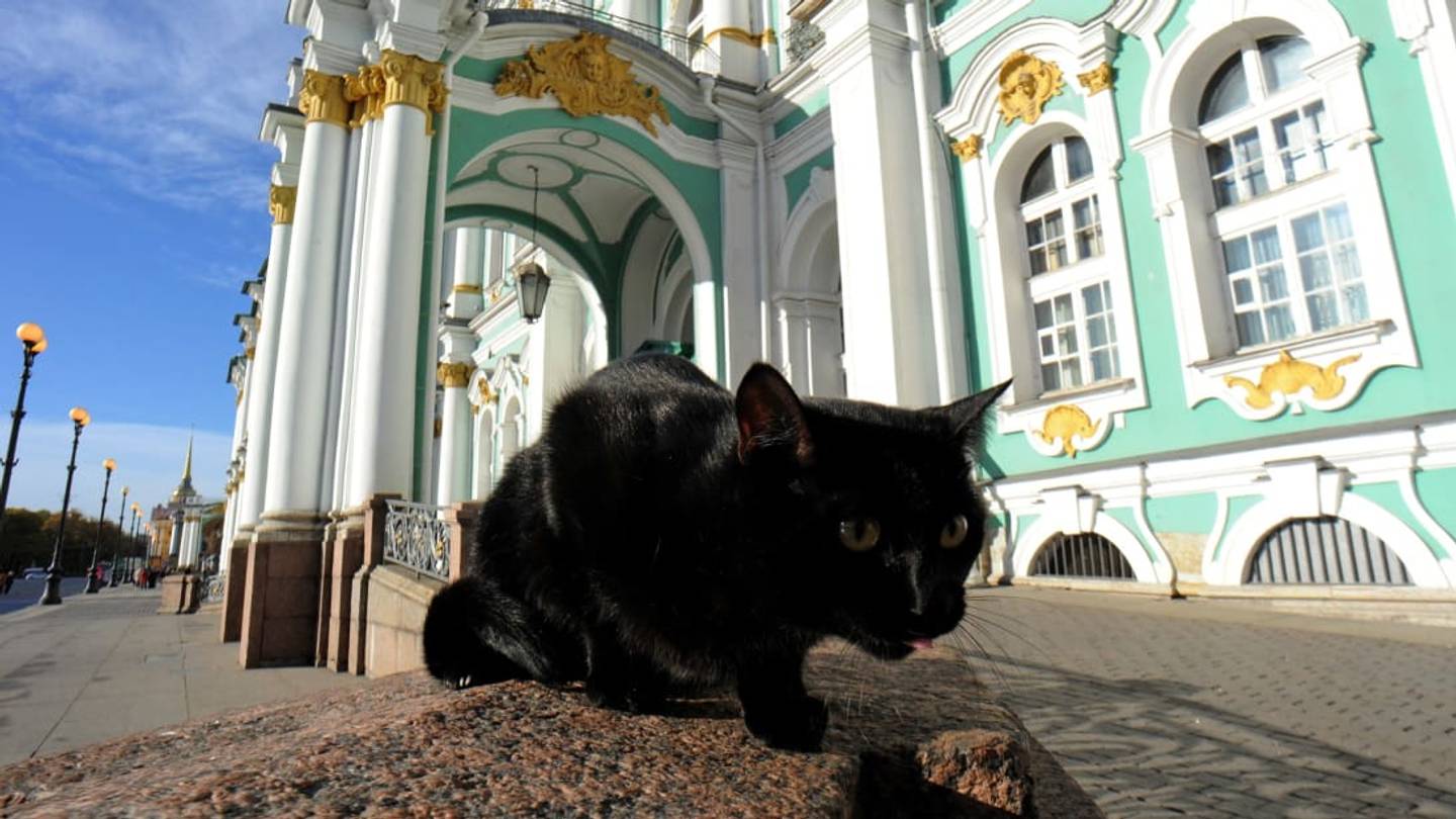 9 Museums Around the World That Every Cat Lover Should Visit
