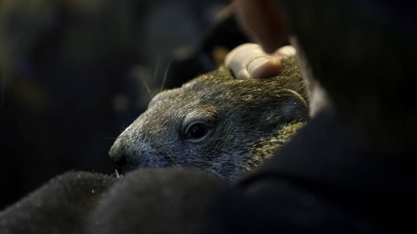 Why Do We Use a Groundhog to Forecast the Weather?