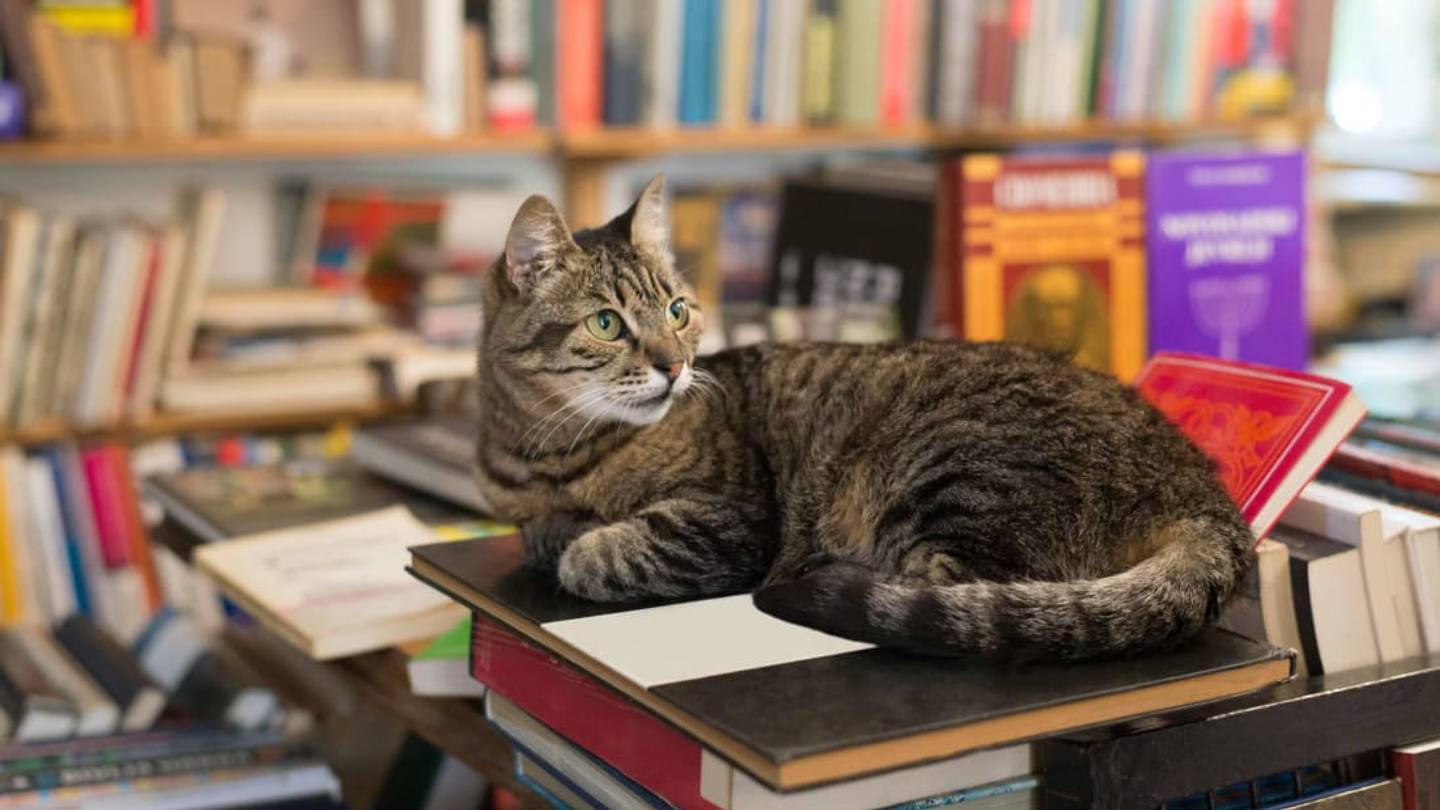 10 Cats Who Live at the Library
