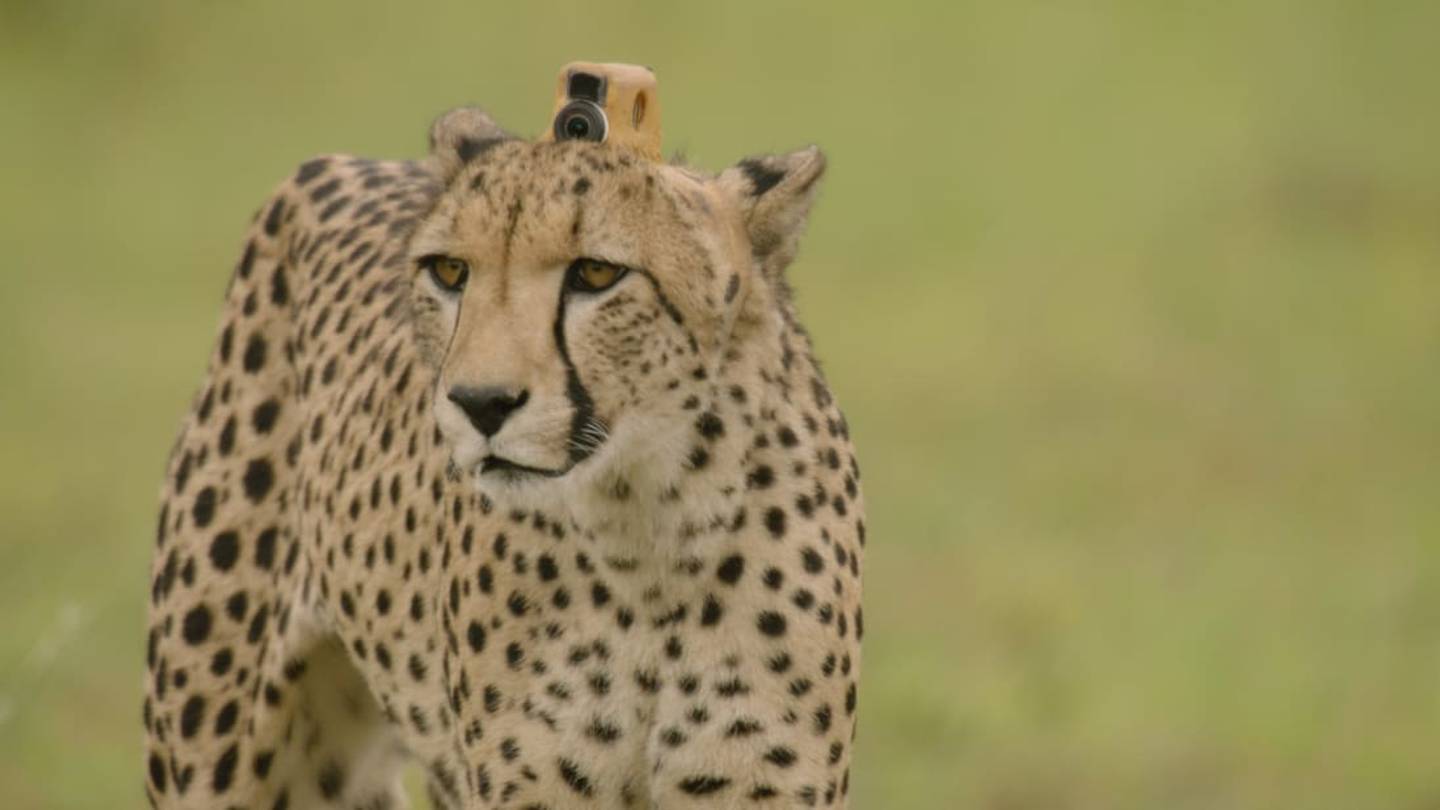 Watch a Cheetah Hunt Its PreyâFrom the Cheetah's Point of View