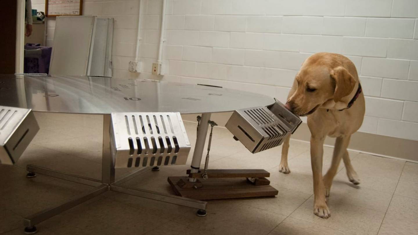 New Program Trains Dogs to Sniff Out Art Smugglers