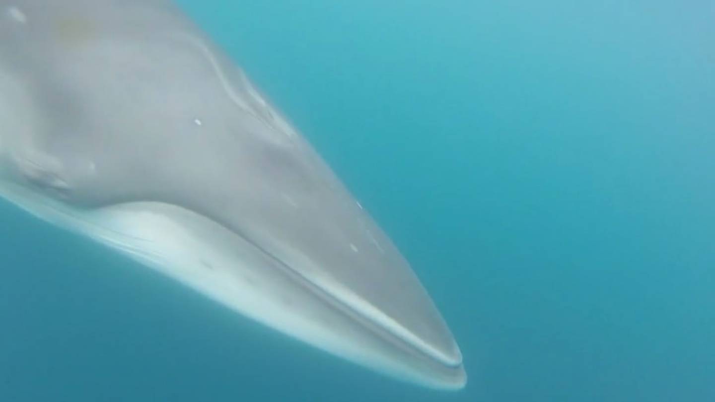 Watch an Antarctic Minke Whale Feed in a First-of-Its-Kind Video