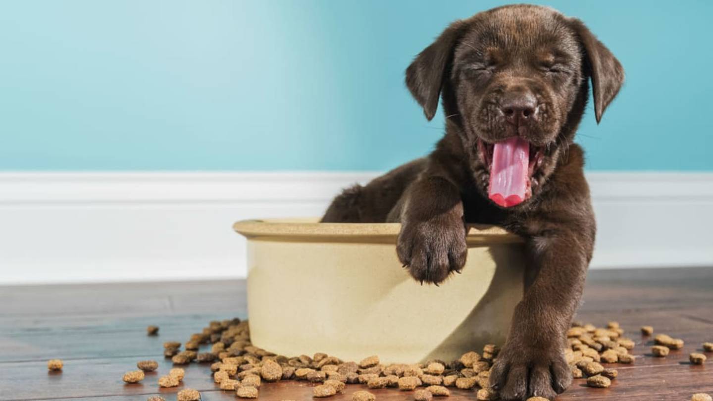 Why Your Pet's Food Bowl Might Be One of the Grossest Things in Your Kitchen