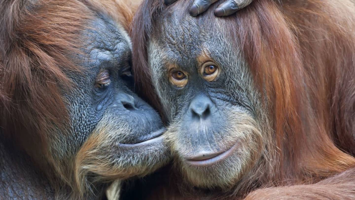 A Dating Database for Zoo Animals Helps Rare Species Find Their Perfect Match