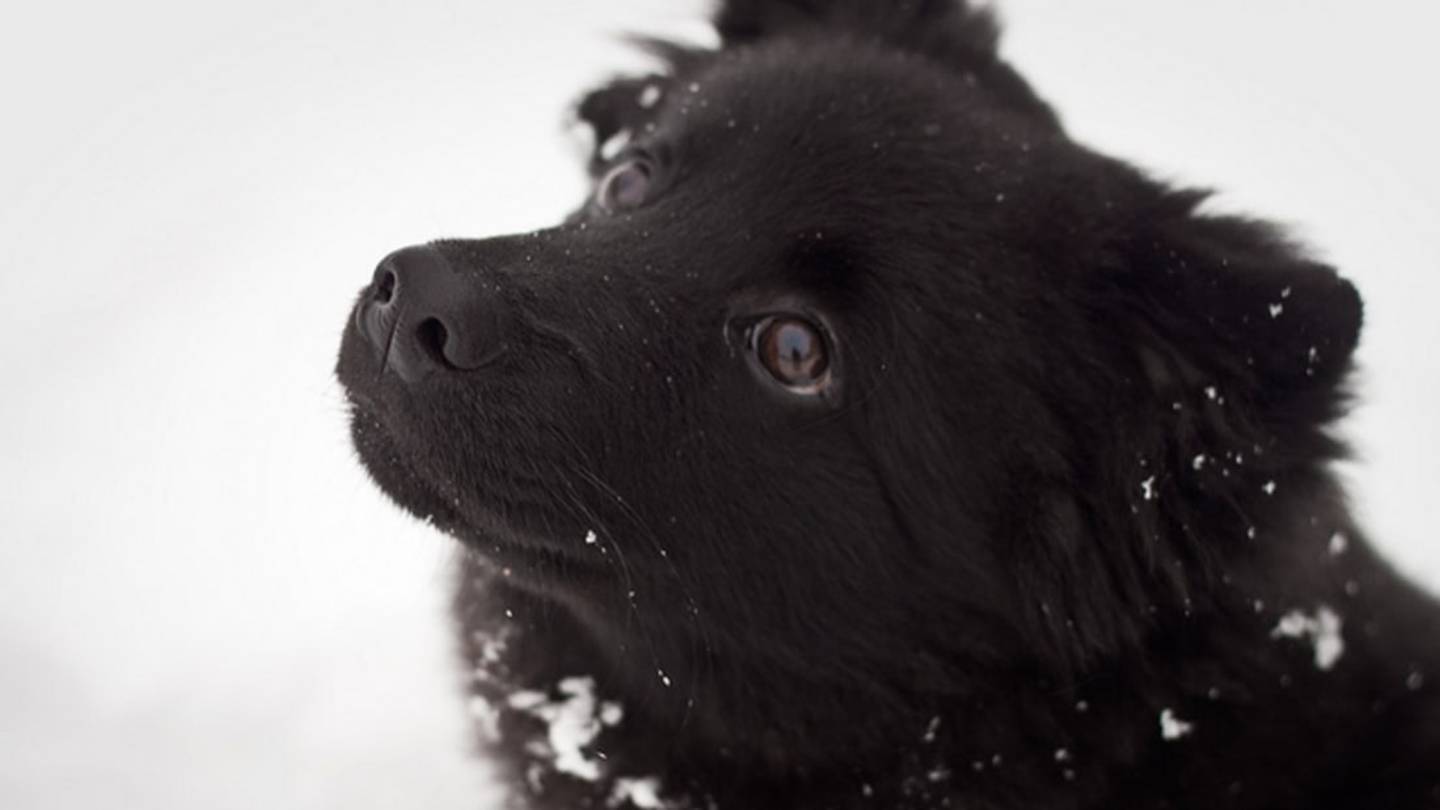 8 Unique Facts About the Swedish Lapphund