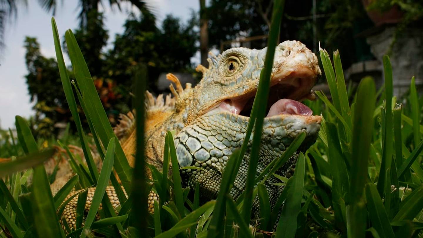Why Scientists Are Hunting Down Iguanas in Florida