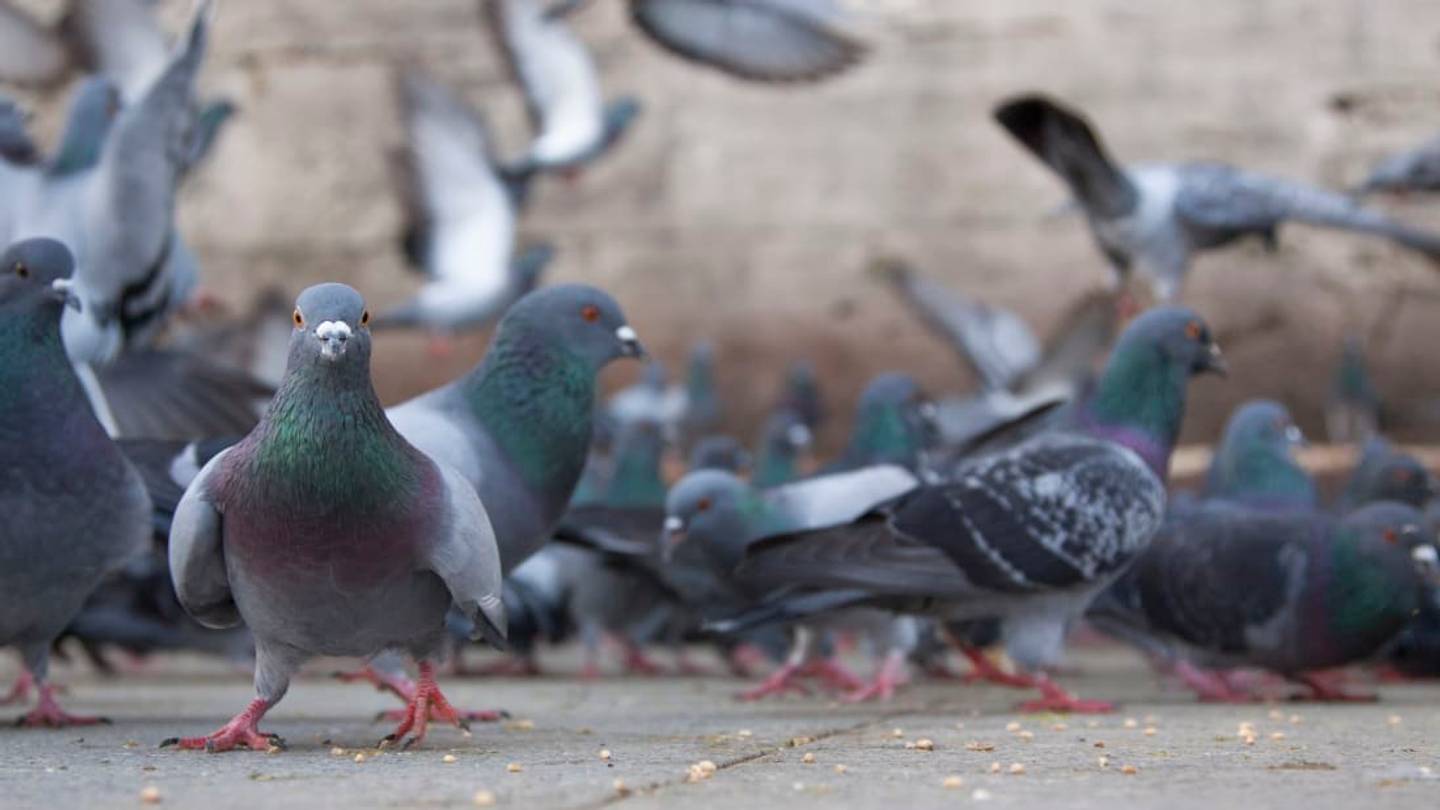15 Incredible Facts About Pigeons