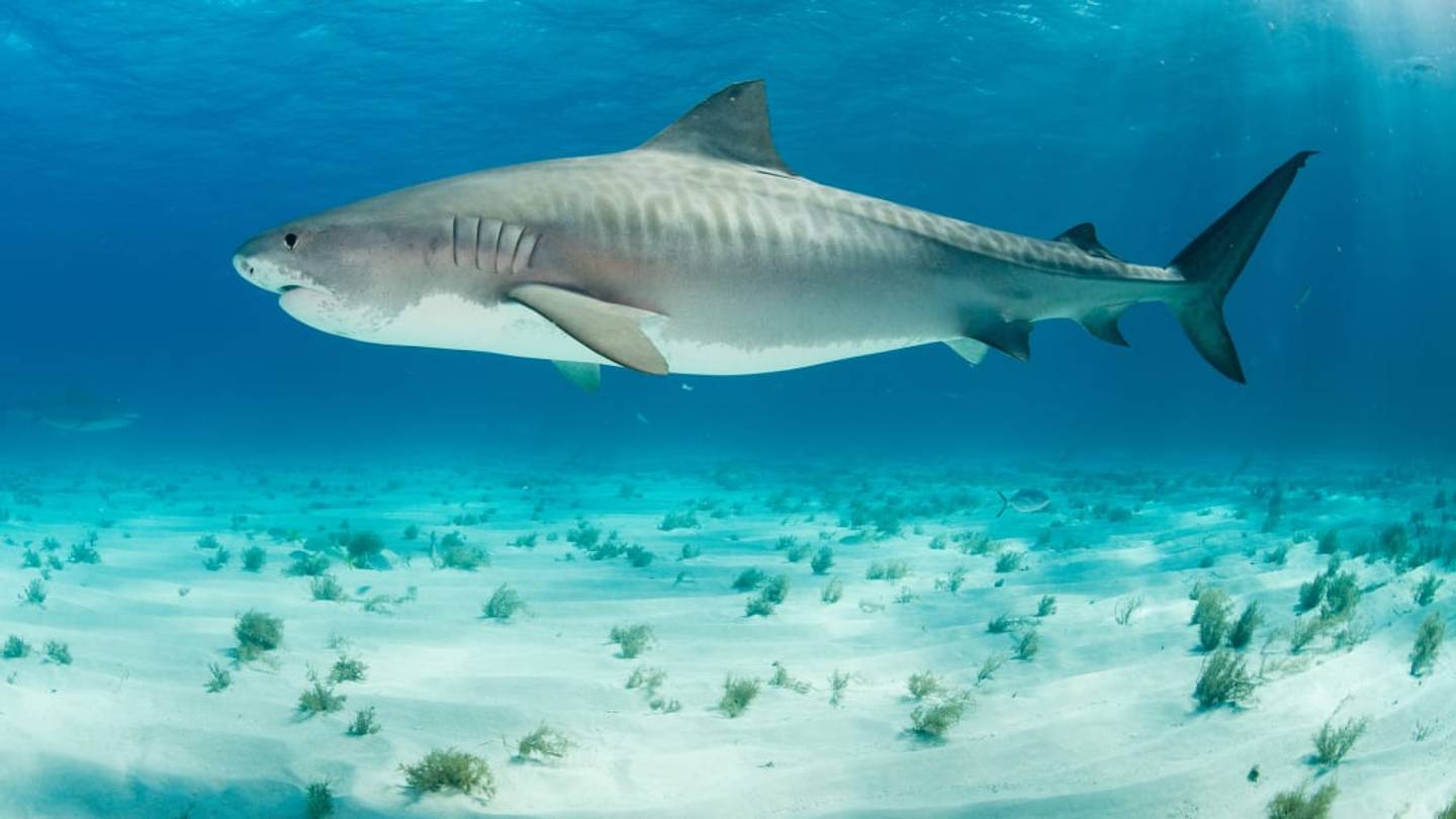 11 Facts About Tiger Sharks