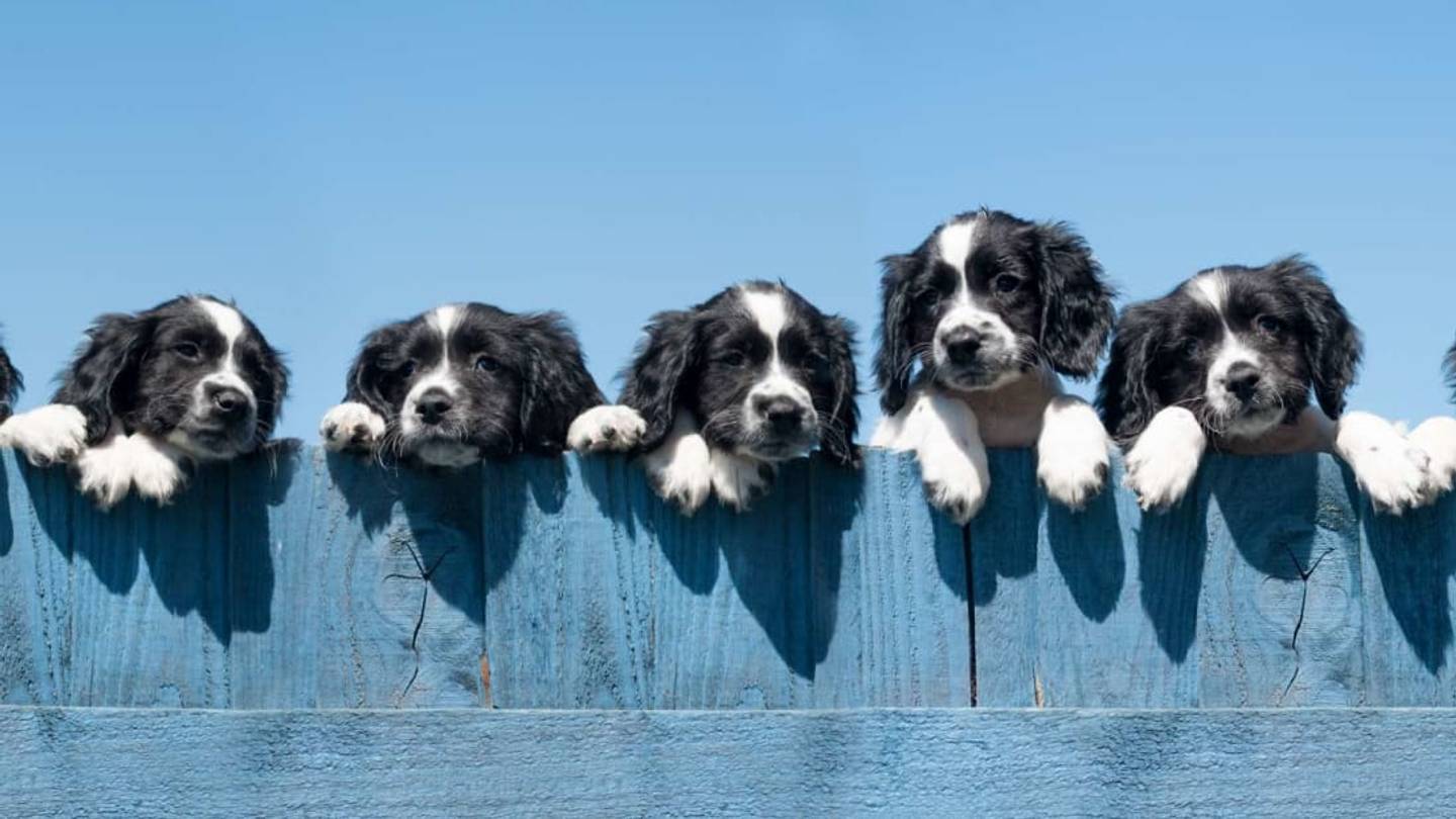 25 Facts About Puppies