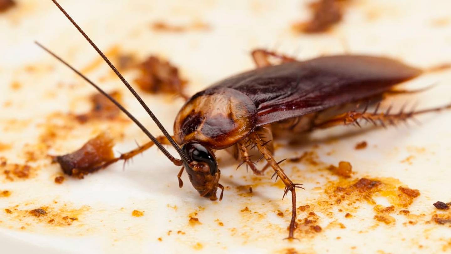 Cockroach DNA Shows Why They're Basically Indestructible