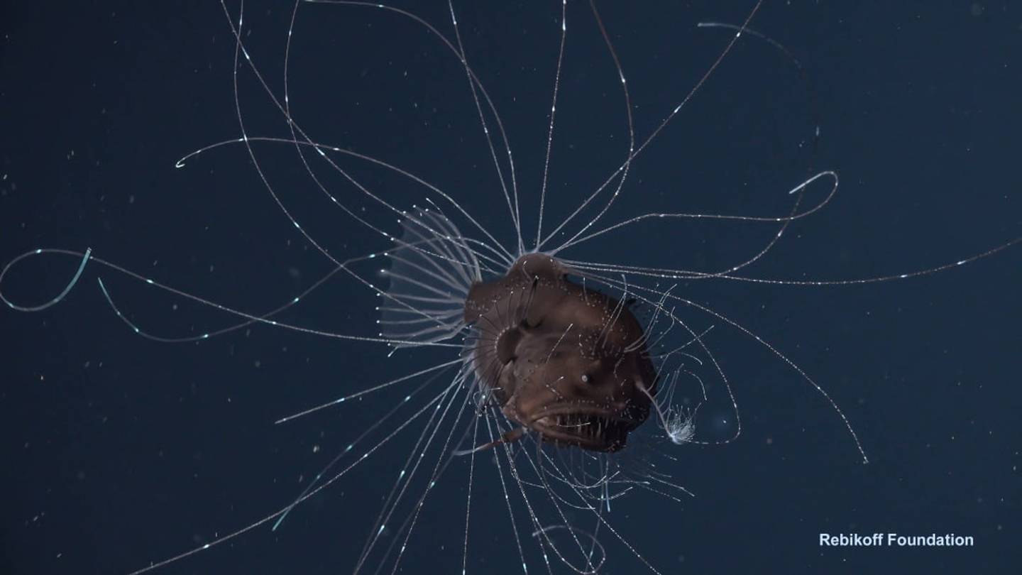 Scientists Capture the First Footage of an Anglerfishâs Parasitic Mating Ritual