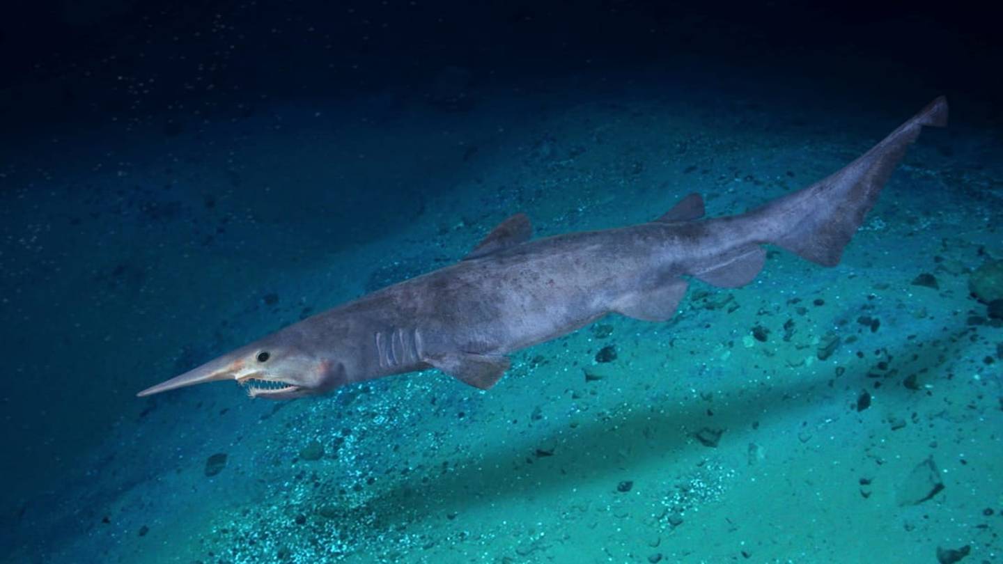 12 Facts About Goblin Sharks