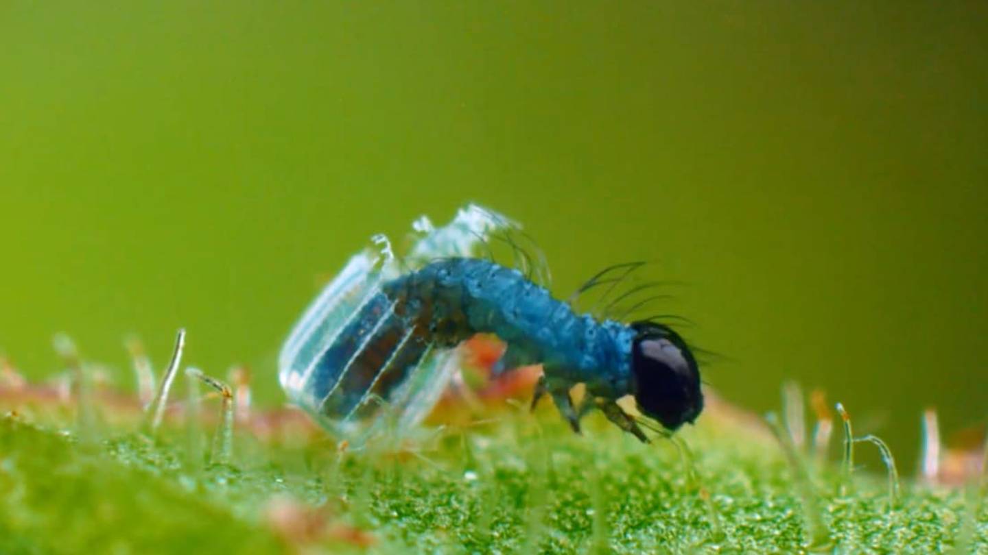 Watch a Caterpillar Hatch From an Egg the Size of a Pinhead