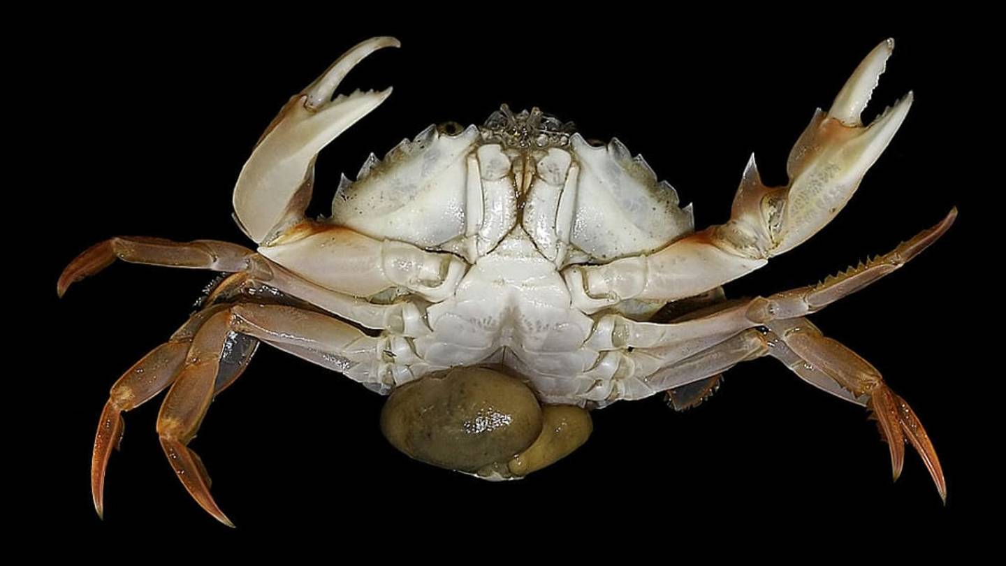 11 Body-Snatching Parasites