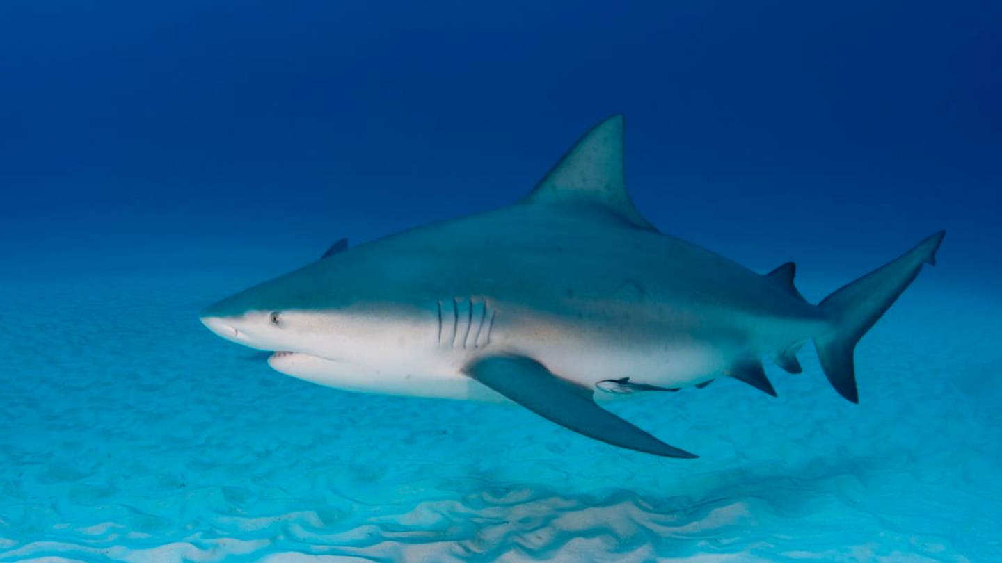 11 Facts About Bull Sharks