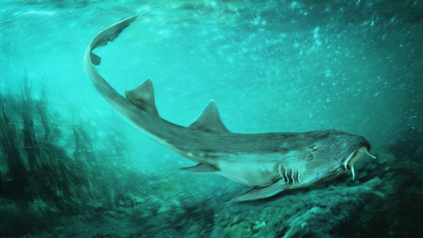 A Newly Discovered Species of Prehistoric Shark Was Named After the Video Game <em>Galaga</em>