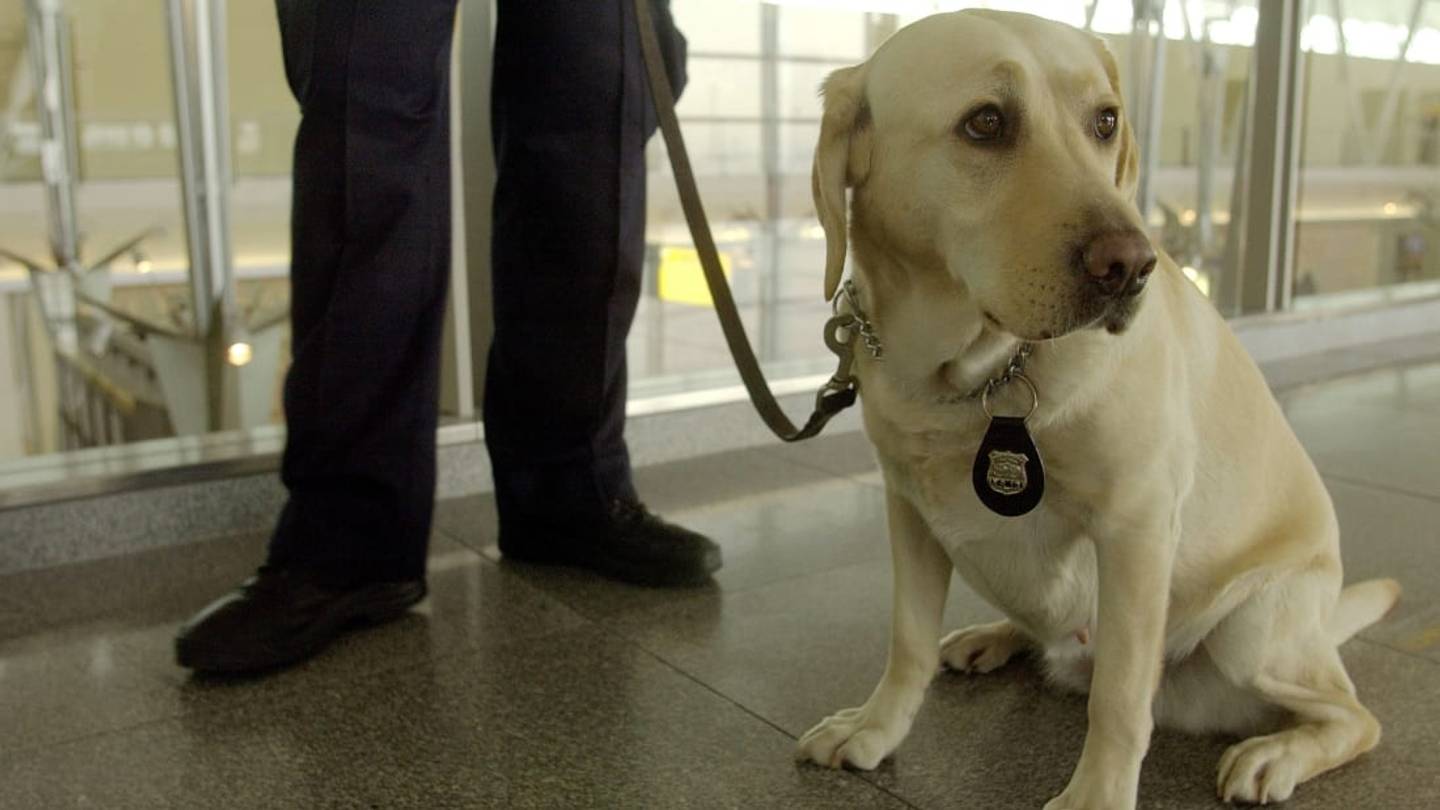 Why the TSA Prefers Dogs With Floppy Ears Rather Than Pointy Ones