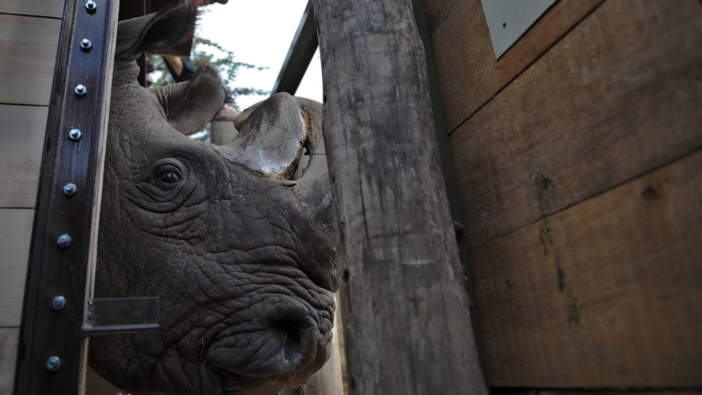How a Pregnant Rhino Named Victoria Could Save an Entire Subspecies