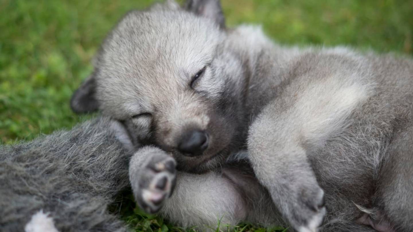 Arizona Animal Sanctuary Needs Volunteers to Cuddle Rescued Wolfdog Puppies