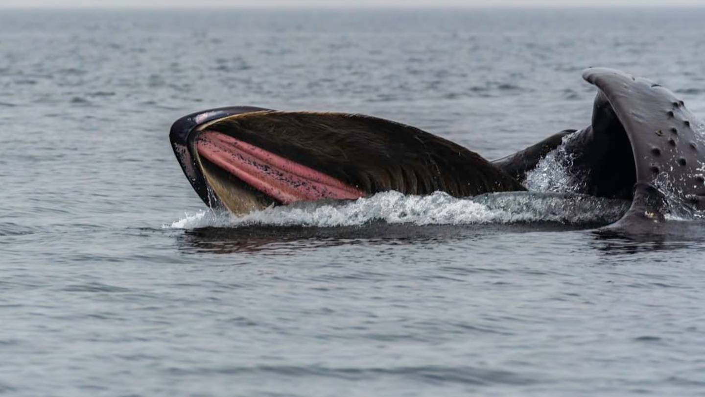 Humpback Whales in Canada Get Fish to Swim Right Into Their Mouths