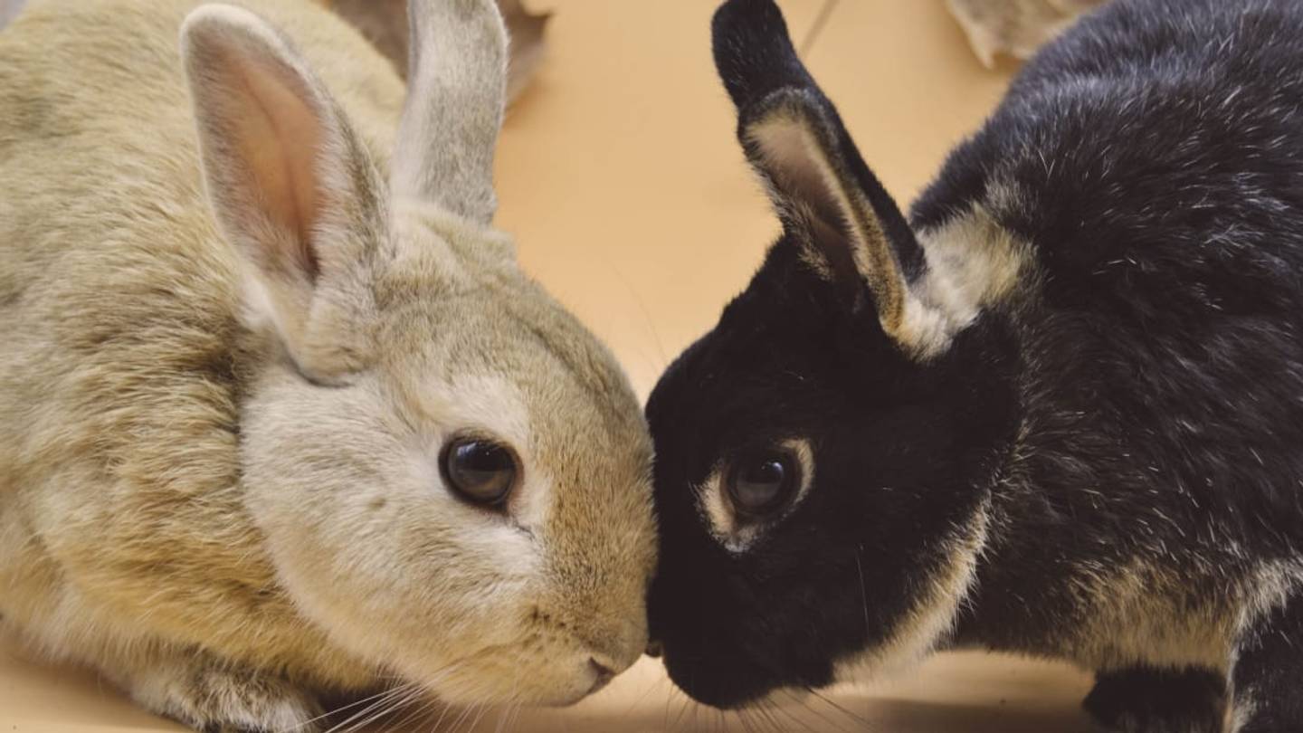 What's the Difference Between a Rabbit and a Hare?