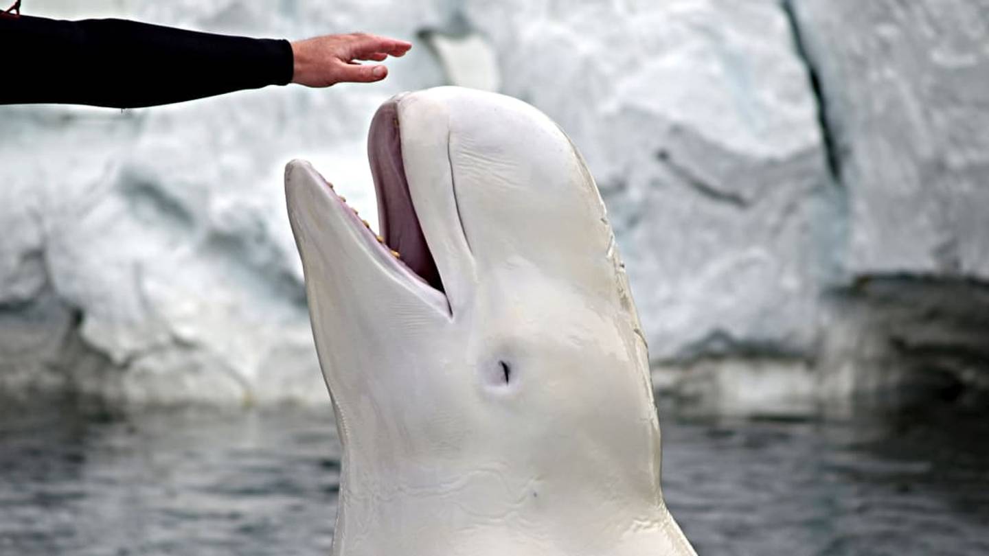 Female Narwhals and Beluga Whales Go Through Menopause, Too