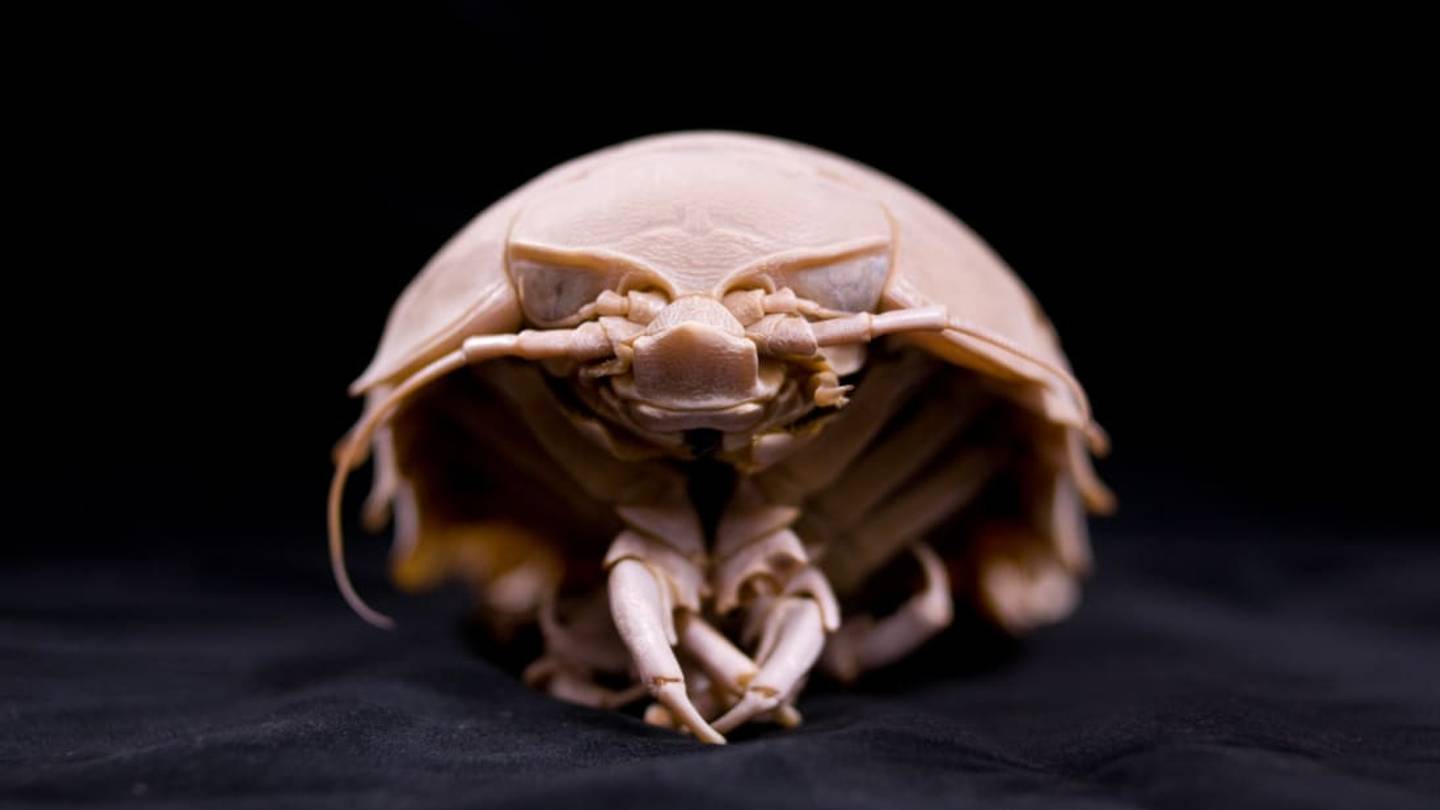 Bizarre New Species of Crabs and a Giant Sea Cockroach Discovered in Waters Off Indonesia